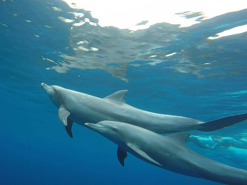 Miyakejima Dolphin Swim Island Getaway