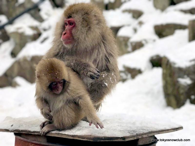 Shiga Kogen Snow Monkey Powder Weekend