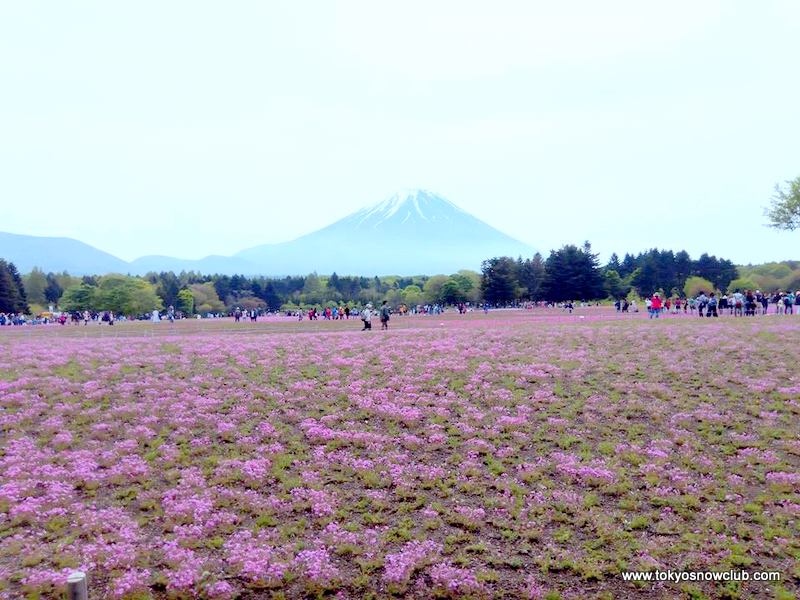 Fuji Shibazakura Festival & Winery Tour