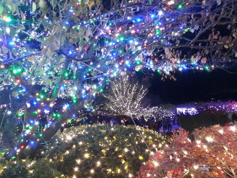 Ashikaga Flower Fantasy Illumination