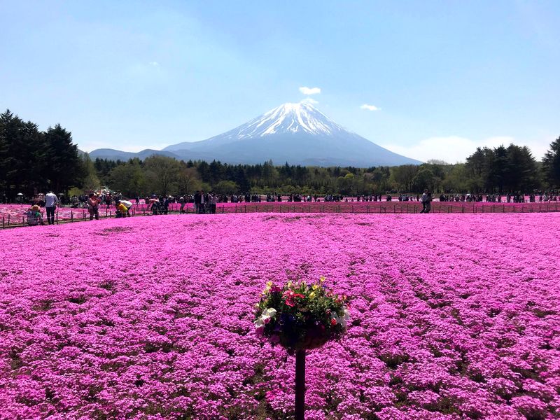 Fuji Shibazakura Festival & Winery Tour