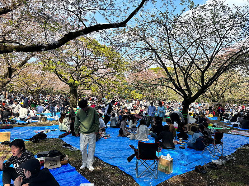 Hanami Picnic & Party