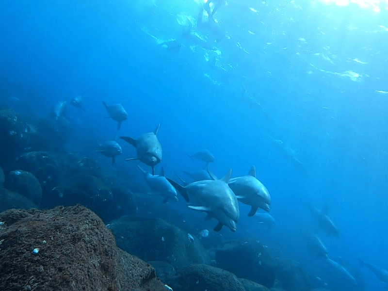 Miyakejima Dolphin Swim Island Getaway