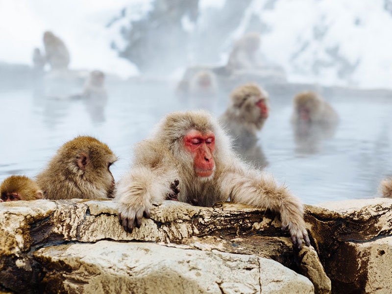 Weekend de Ski et Visite des Singes- Shiga Kogen (VIE)